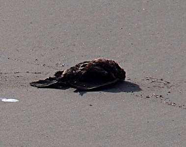 [A clump of brown fur with several visible flippers and what appears to be a hole in its fur lies on the sand.]